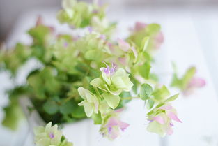 绿色植物， 让心情变良好
