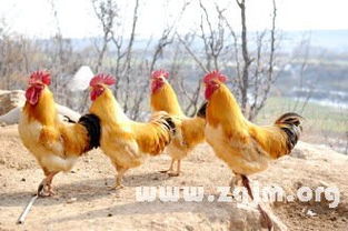 生意人/孕妇/学生党—不同身份 dream chicken 结局天差地别
