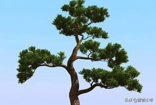 坚韧的象征