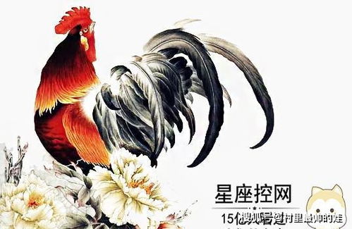 四、惊喜配对——属马
