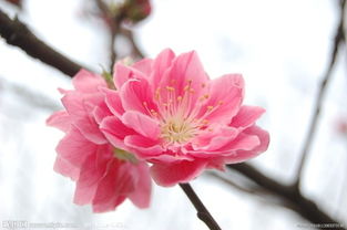 生肖与桃花：鼠、牛、虎、兔…