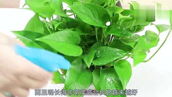 事业方面：顺风顺水