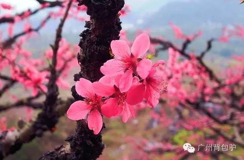 现在咱们具体来说说不同人群遇到这个梦意味着啥：