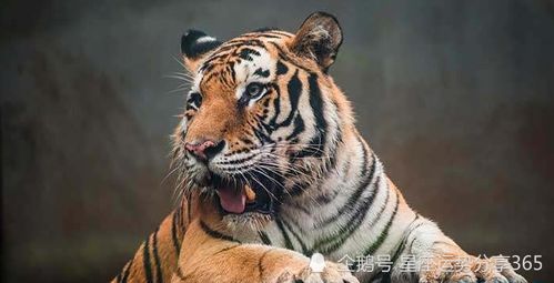 生肖相合与生肖相冲：别怕！