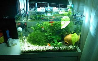 别让鱼缸成“火烧汤”