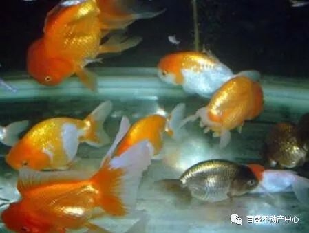 生肖与星座配对指南