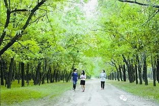 我为什么会频繁梦见满树的绿叶茂盛景象呢？