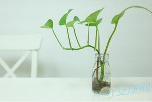 选择风水植物的几个方面