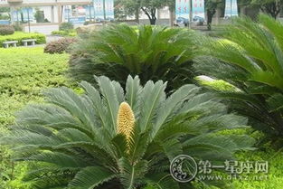 铁树站岗——较大门口的守护神