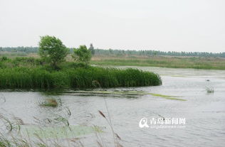 榆次老城湿地——免费才是最贵的 蚊子送葬队欢迎您