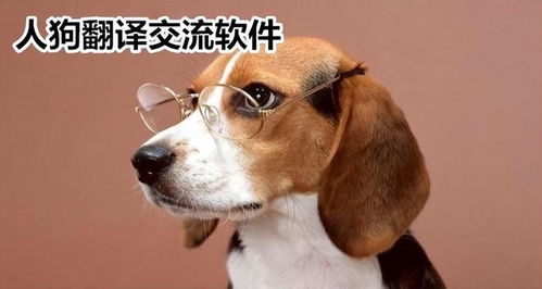 四、 狗的忠诚：守护美良好的力量
