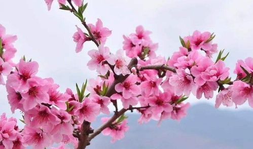 桃花运到底指啥