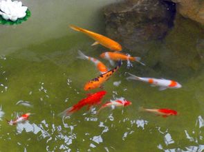 养鱼还得看风水