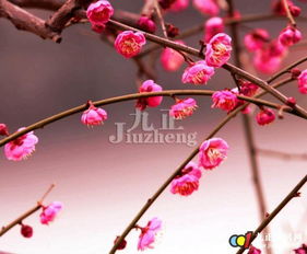 家门口种腊梅好不好,门口种腊梅花与风水