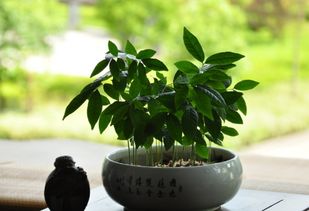 2026年迅速到了,有的人启动关心那时的风水运势了!