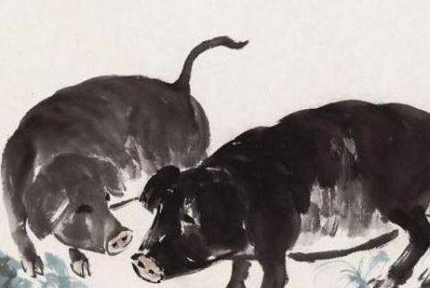 三、关于“属猪”的争议