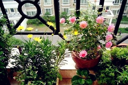 室内风水植物的选择