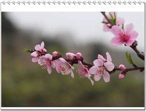 三、风水里的桃花密码
