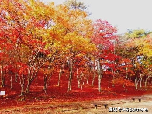 1. 北陵公园：皇帝的坟头看红叶，刺激不？