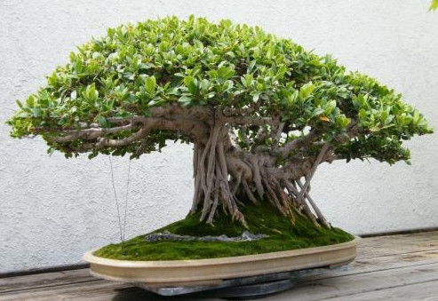 生肖星座与植物配对
