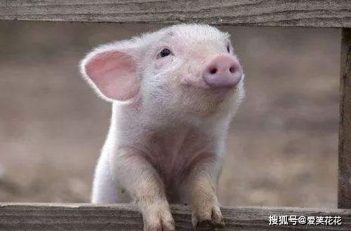 那一些充满冒险精神层面的猪