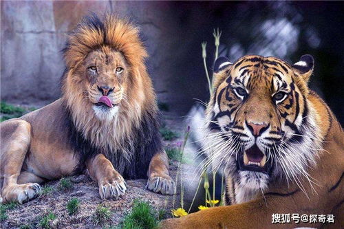 狮子，王者的力量