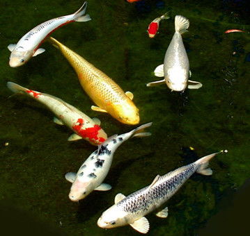 氧气供应：呼吸自主才能活力十足