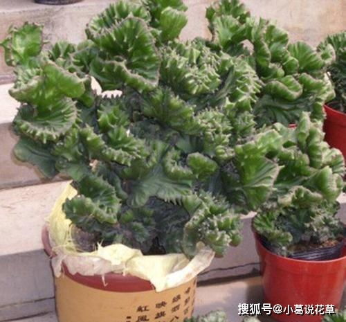 金钱树——叶片像较小铜钱的财神