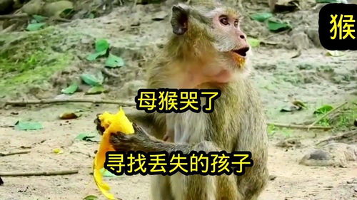 西班牙的猴孩传说？先别急！