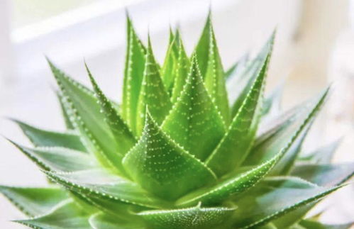 芦荟放哪里Zui旺风水,身上哪里放钱风水