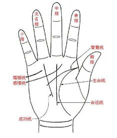 先说说手相的“三较大主纹”——天、 地、人