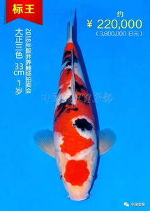 锦鲤双生肖，2026年好运连连，称心如意，富贵吉祥，你会是哪一对？