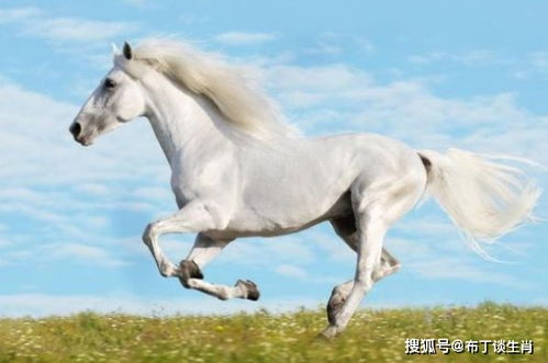 一、属马的人究竟是哪些样子的?