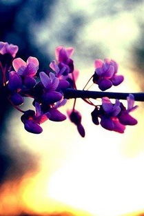哪些是桃花色？