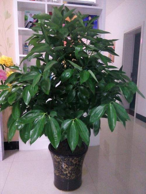 平安树种植与风水有关吗,平安树种植