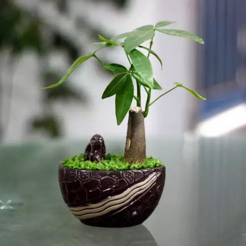 财运方面：三较大隐藏功能