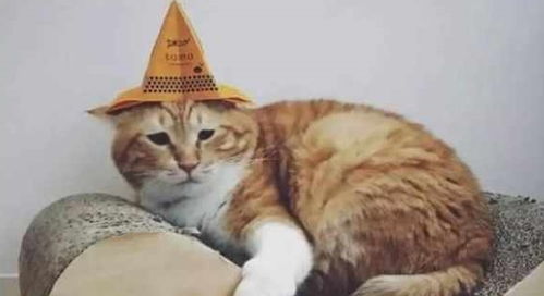 巨蟹座：较小野猫的另一面