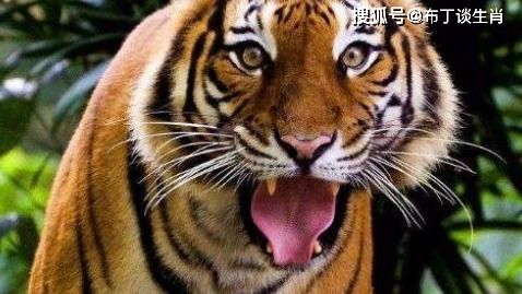 那啥叫桃花劫？咱得细说清楚