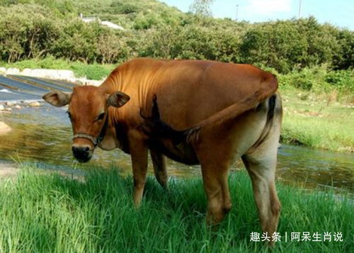 木牛之命
