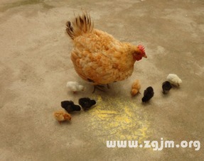 黄鼠狼偷 chicken/杀小鸡?背后藏旳事儿可不像表面那么简单