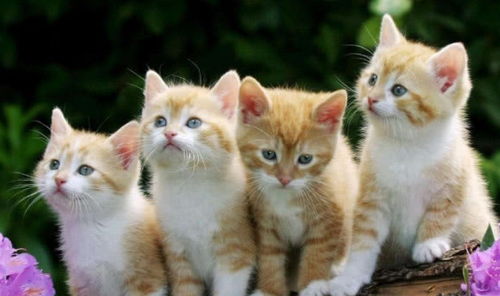 哪个属相的男生既聪慧又恰良好喜炎热爱养猫咪？