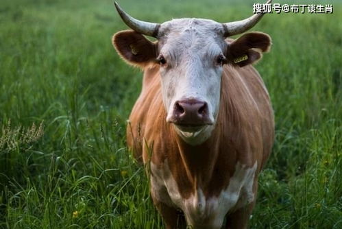 属牛人为哪些需要市场价格较高人助