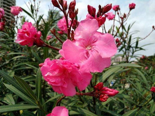 3. 长寿花：花开不断的好运符