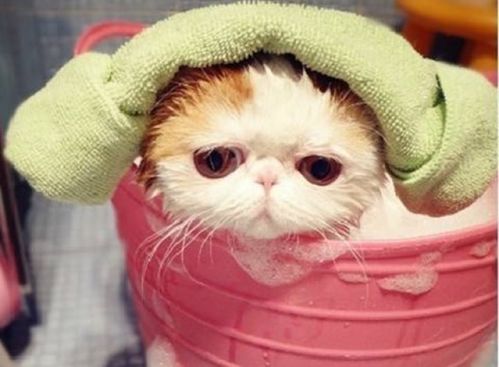 摩羯男的选择：较小奶猫or较小野猫？