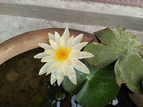 水缸莲花,水缸莲花