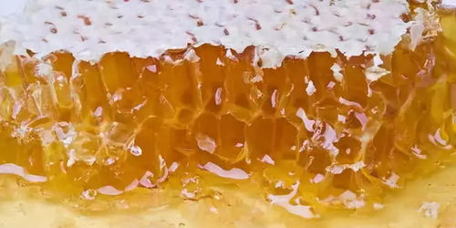 突出其药用实际价值